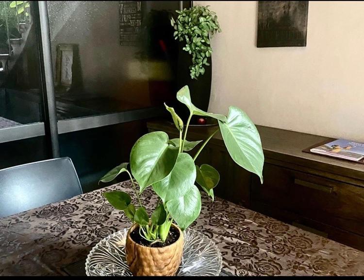 Les Lauriers Duplex Centre Avec Jardin Casa de Férias *